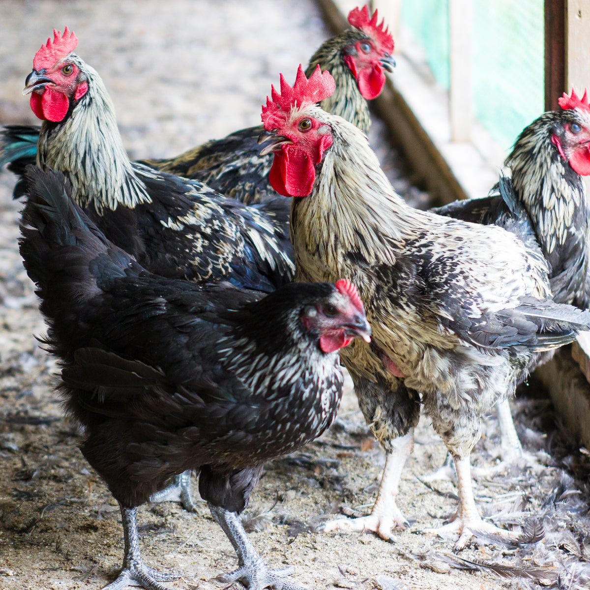 地鶏丹波黒どり 山椒鍋セット